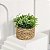Plantas Artificiais Arranjo Eucalipto Grama 10 - 11cm - Imagem 3