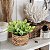 Plantas Artificiais Arranjo Eucalipto Grama 10 - 11cm - Imagem 8