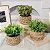 Plantas Artificiais Arranjo Eucalipto Grama 10 - 11cm - Imagem 5