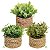 Plantas Artificiais Arranjo Eucalipto Grama 10 - 11cm - Imagem 20
