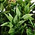 Plantas Artificiais Arranjo Eucalipto Grama 10 - 11cm - Imagem 23