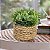 Plantas Artificiais Arranjo Eucalipto Grama 10 - 11cm - Imagem 10