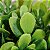 Plantas Artificiais Arranjo Eucalipto Grama 10 - 11cm - Imagem 9