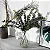 Planta Artificial Folhagem Eucalipto Hastes Com 10 peças 14 - 35 cm - Imagem 4