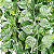 Planta Artificial Trepadeira Verde 90cm - Imagem 4