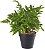 Planta Artificial Folhagem Samambaia C/Pote X22 Verde 22cm - Imagem 1