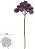 Capim Mamona X12 Purpura 40cm - Imagem 1