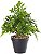 Planta Artificial Folhagem Samambaia C/Pote Plastico X22 Verde 22cm - Imagem 1