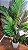 Planta Artificial Arvore Palmeira X21 Verde 1,65m - Imagem 4