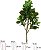 Planta Artificial Arvore Ficus Lyrata Real Toque X82 Verde 1,5m - Imagem 1