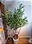 Planta Artificial Oliveira 2,20m Kit + Vaso Branco Cônico 55cm - Imagem 4