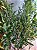 Planta Artificial Oliveira 2,20m Kit + Vaso Branco Cônico 55cm - Imagem 8