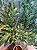 Planta Artificial Oliveira 2,20m Kit + Vaso Branco Cônico 55cm - Imagem 3