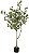 Planta Artificial Arvore Eucalipto C/Pote X240 Verde 1,4cm - Imagem 1
