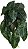 Planta Artificial Folhagem Caladium Pendurar X29 Verde Creme 45cm - Imagem 1