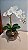 Arranjo Aquário Com Orquidea Branca 40cm mod. 0406 - Imagem 1