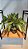 Arranjo Verde Com Cycas 35cm Chumbado em Pote - Imagem 5