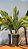 Arranjo Verde Com Cycas 35cm Chumbado em Pote - Imagem 6