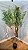 Planta Artificial Árvore Oliveira 2,0m X 1,20m Mod. 1010 - Imagem 4