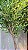 Planta Artificial Árvore Oliveira 2,40m x 1,80m 2 Troncos Mod. 08.04 - Imagem 11
