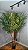 Planta Artificial Árvore Oliveira 2,40m x 1,80m 2 Troncos Mod. 08.04 - Imagem 4