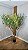 Planta Artificial Árvore Oliveira 1,80m x 1,30m Mod. 01.04 - Imagem 1