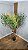 Planta Artificial Árvore Oliveira 1,80m x 1,30m Mod. 01.04 - Imagem 9