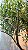Planta Artificial Árvore Oliveira 1,80m x 1,30m Mod. 01.04 - Imagem 11