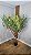Planta Artificial Árvore Oliveira 1,80m x 1,30m Mod. 01.04 - Imagem 2
