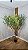 Planta Artificial Árvore Oliveira 1,80m x 1,30m Mod. 01.04 - Imagem 3
