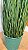 Planta Artificial Arvore Folhagem Grass Papiro C/Print C/Pote X9 Verde 1,23m - Imagem 4