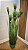 Planta Artificial Arvore Folhagem Grass Papiro C/Print C/Pote X9 Verde 1,23m - Imagem 10