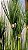 Planta Artificial Arvore Folhagem Grass Papiro C/Print C/Pote X9 Verde 1,23m - Imagem 6