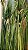 Planta Artificial Arvore Folhagem Grass Papiro C/Print C/Pote X9 Verde 1,23m - Imagem 3