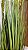Planta Artificial Arvore Folhagem Grass Papiro C/Print C/Pote X9 Verde 1,23m - Imagem 7