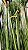 Planta Artificial Arvore Folhagem Grass Papiro C/Print C/Pote X9 Verde 1,23m - Imagem 5