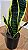 Planta Artificial Árvore Espada de São Jorge 55cm Para Casa, Escritório, Jardim, Decoração - Imagem 2
