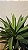Planta Árvore Artificial Agave 70cm Real Toque - Imagem 3