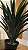 Planta Árvore Artificial Agave 70cm Real Toque - Imagem 1