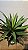 Planta Árvore Artificial Agave 70cm Real Toque - Imagem 5