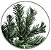 Planta Artificial Arvore Natal 1200 Tips C/Base Metal Verde 2.1m - Imagem 2
