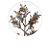 Planta Artificial Galho Grass C/Coat C/Flocked X50 (marrom outono) 78cm - Imagem 2