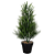 Planta Artificial Folhagem Pinheiro C/Pote Plástico X70 (verde) 49cm - Imagem 1