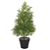 Planta Artificial Folhagem Pinheiro C/Pote Plástico X70 (verde) 49cm - Imagem 1
