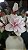 Arranjo Artificial Magnolia Vaso de Ferro Bege 55cm - Imagem 5