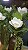 Arranjo Magnolia Eucalipto Vaso Marrom Tamanho M 60cm - Imagem 3