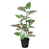Planta Artificial Arvore Caladium C/Pote Real Toque X19 (verde rosa) 53cm - Imagem 1
