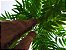 Planta Árvore Artificial Palmeira Phoenix Texturizado Verde 1,77m - Imagem 3