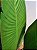 Planta Artificial A Palmeira Viajante - X8 1,2m - Imagem 3