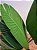 Planta Artificial A Palmeira Viajante - X8 1,2m - Imagem 6